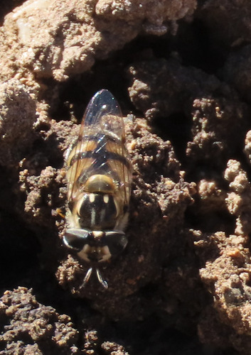 Unknown species found near Eddy County, NM, USA