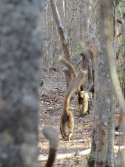 Eulemur rufifrons