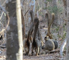 Eulemur rufifrons