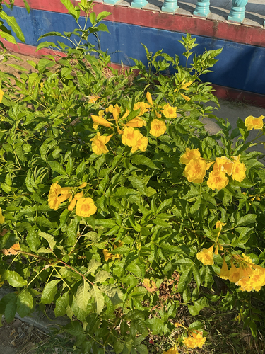 yellow trumpet flower