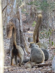 Eulemur rufifrons