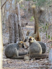 Eulemur rufifrons