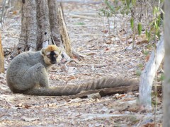 Eulemur rufifrons