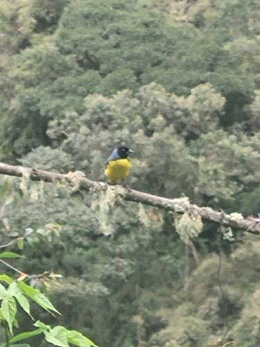 Hooded Mountain Tanager (Buthraupis montana), photo 8
