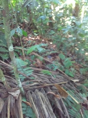 Chironius multiventris