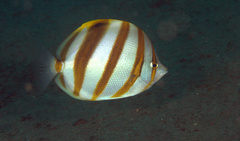 Parachaetodon ocellatus