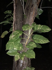 Epipremnum aureum image