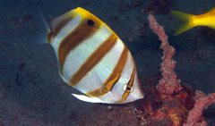 Parachaetodon ocellatus