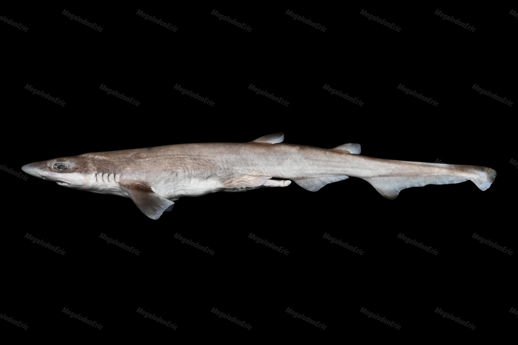 Blacktip Sawtail Catshark