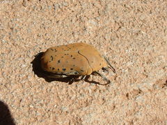 Gymnetis bajula wollastoni