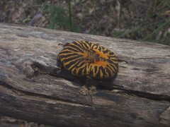 Gymnetis stellata