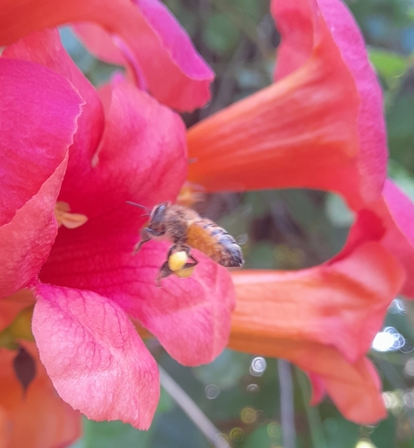 Western Honey Bee