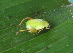 Macropoidelimus mniszechi