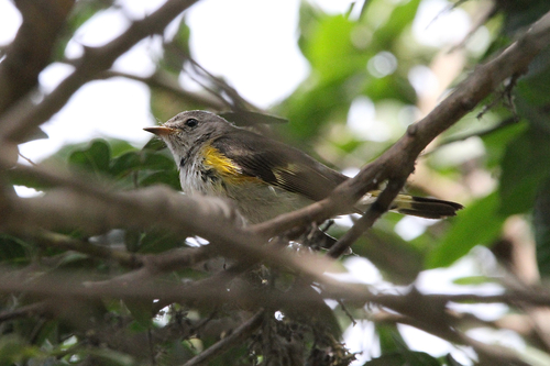 American Redstart (Setophaga ruticilla), photo 4