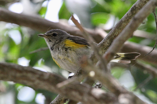 American Redstart (Setophaga ruticilla), photo 3