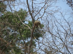 Eulemur rufifrons