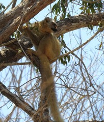 Eulemur rufifrons