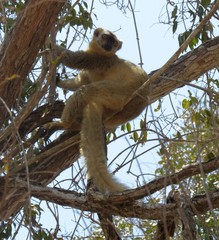 Eulemur rufifrons