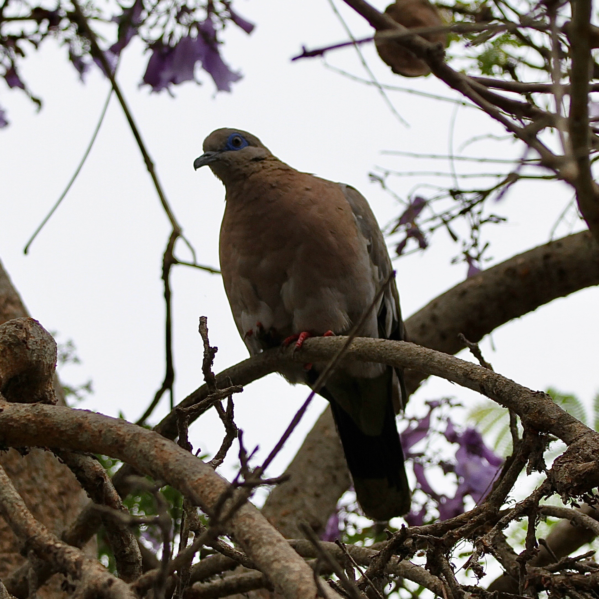 West Peruvian Dove (Zenaida meloda), photo 7