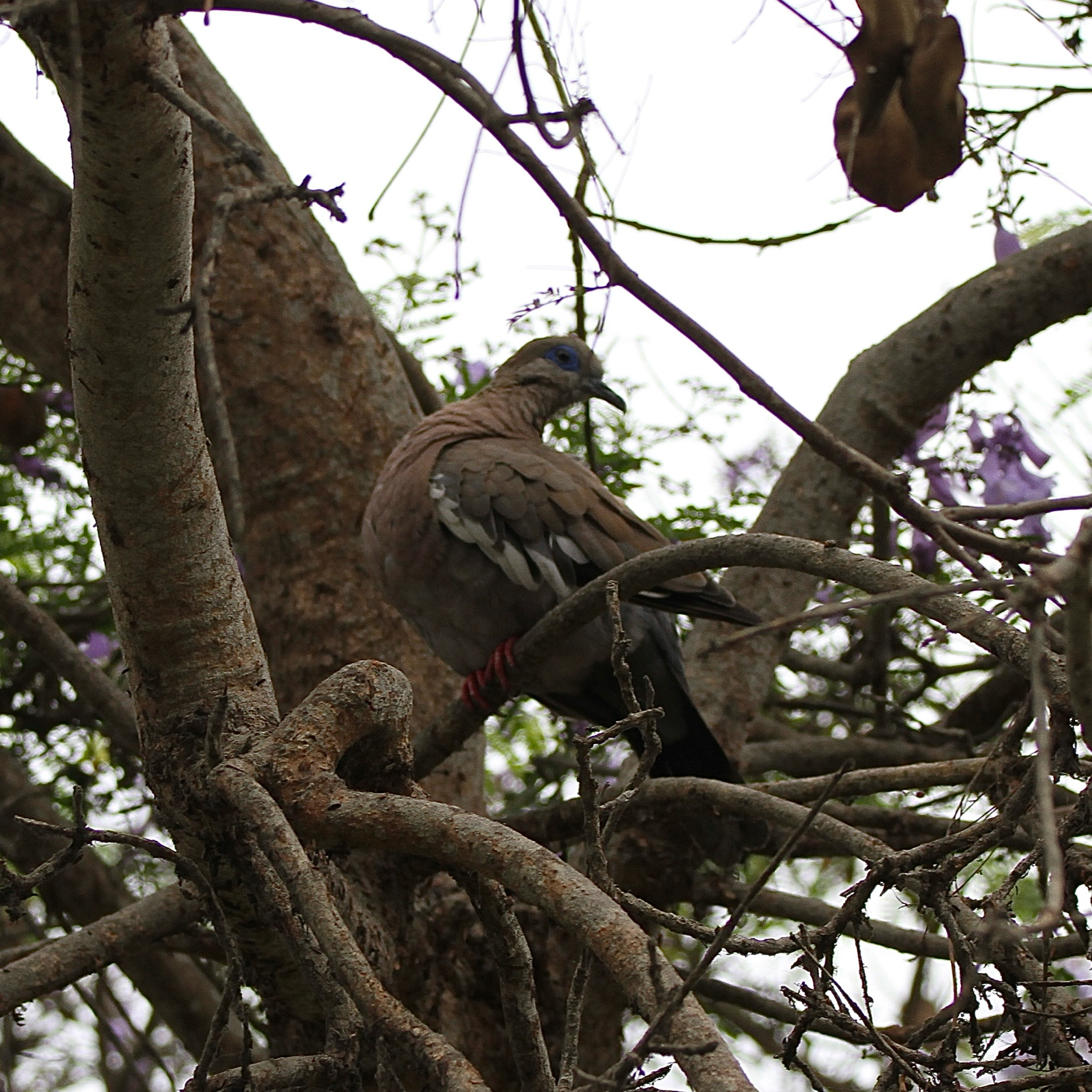 West Peruvian Dove (Zenaida meloda), photo 6