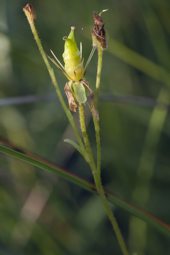 Marsh Saxifrage