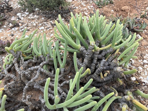 Necklace Pearlfig (Monilaria moniliformis)