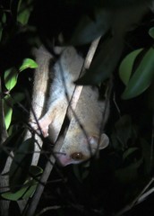 Microcebus murinus