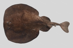 Longtail Torpedo Ray photo 1