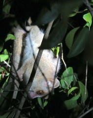 Microcebus murinus