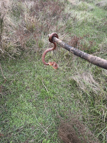 Corn Snake observed by matthuskie