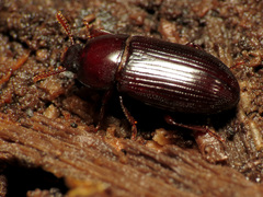 Uloma imberbis