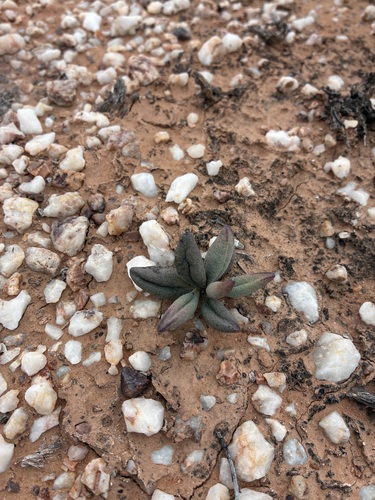 Adromischus marianiae
