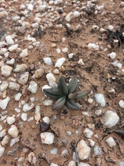 Adromischus marianiae