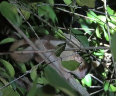 Microcebus murinus