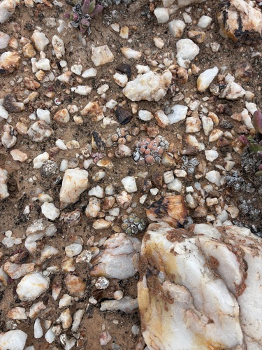 Conophytum uviforme