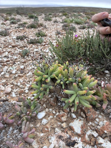 Thorny Butterbush (Tylecodon reticulatus)