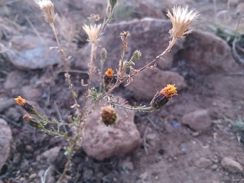 Poreleaf Dogweed (Adenophyllum porophyllum)