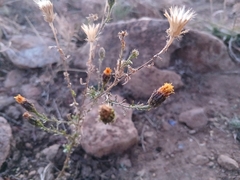 Adenophyllum porophyllum