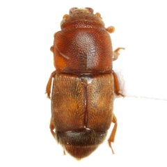 Carpophilus mutilatus