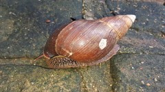 Lissachatina glutinosa