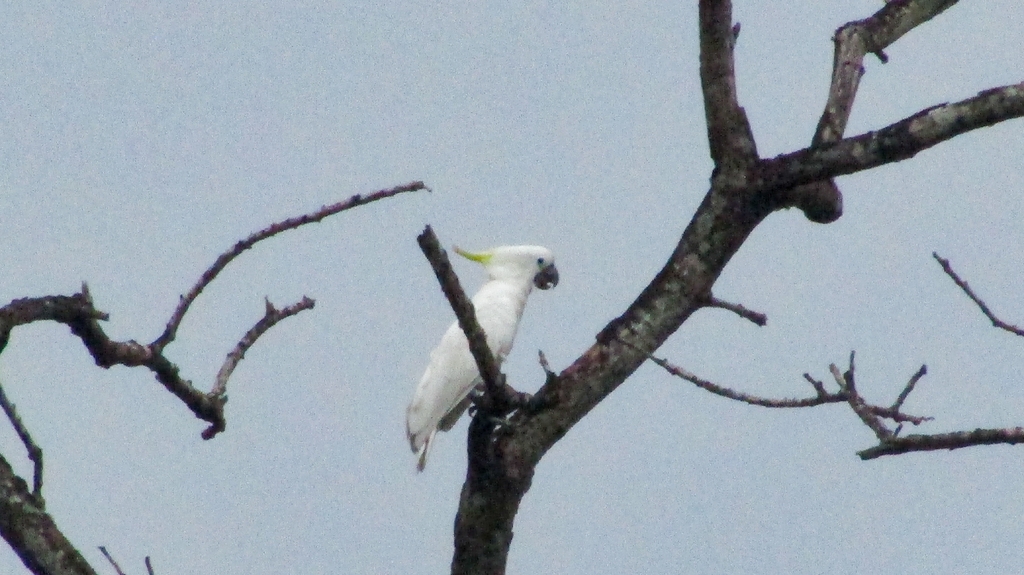 Sulphur-crested Cockatoo (Cacatua galerita)