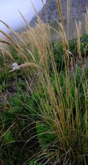 Capeochloa cincta cincta