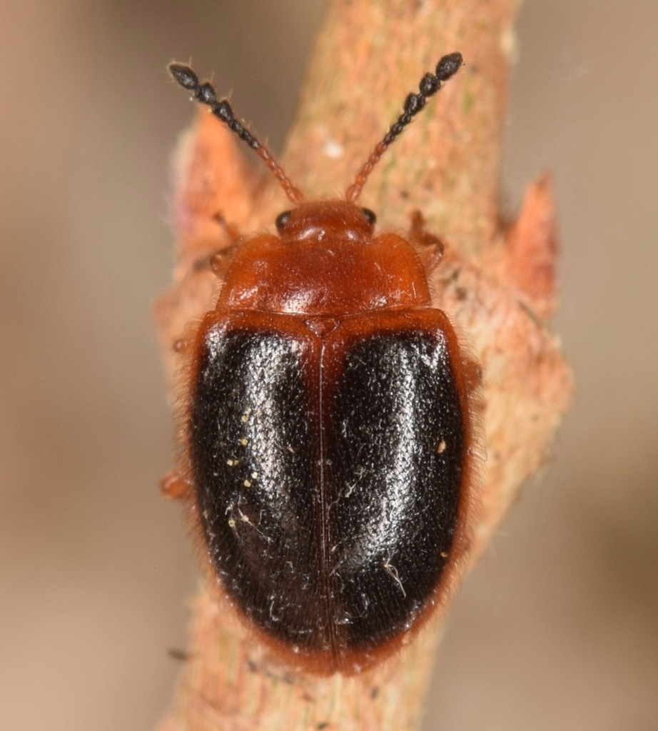 Stenotarsus hispidus