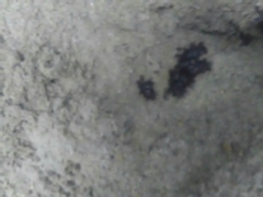 Lontra longicaudis