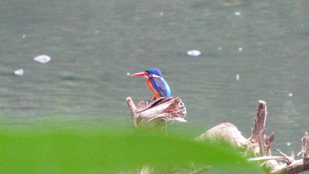 Blue-eared Kingfisher (Alcedo meninting)