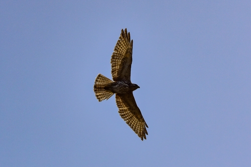 Aguililla Alas Anchas observed by irvinmendoza