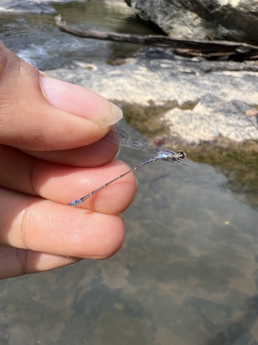 Neotropical Bluet (Enallagma novaehispaniae)