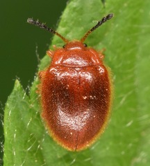 Stenotarsus blatchleyi