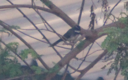 White-spotted Fantail (Rhipidura albogularis)