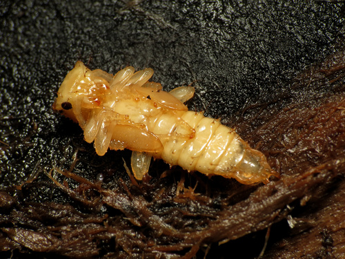 Red Flat Bark Beetle photo 6